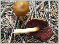 Blutblättriger Hautkopf1